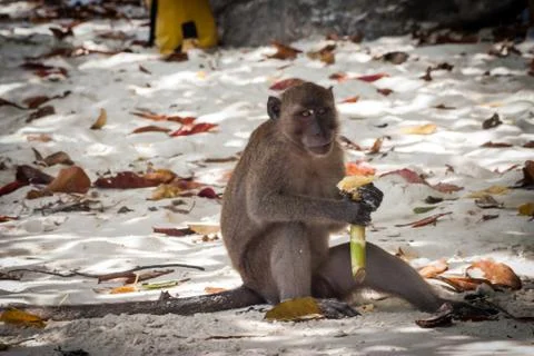 Monkey at the beach are eating. Stock Photos