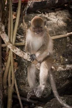 Monkey at the beach are eating. Stock-Fotos