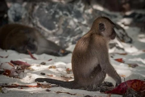 Monkey at the beach are eating. Stock Photos