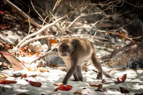 Monkey at the beach are eating. Stock Photos