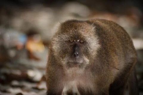 Monkey at the beach are eating. Stock Photos