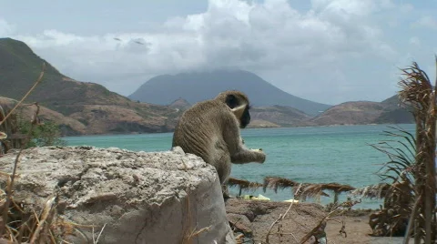 Monkey Beach  Stock Footage 435858