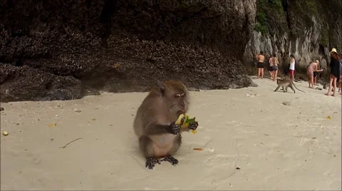 Monkey on a Beach Stockbeeldmateriaal 46769972