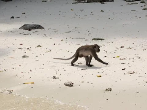Monkey on the beach Stock Photos