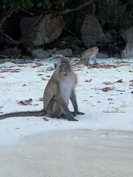 Monkey-On-the-Beach Stock Photos