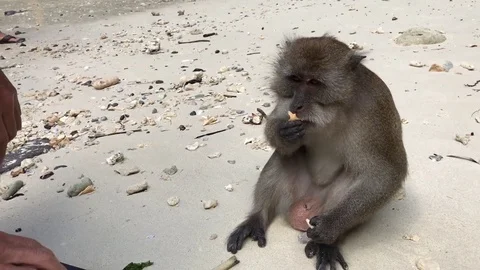 Monkey on beach in Thailand 스톡 동영상 76941465