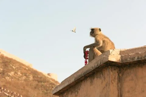 Monkey with beads Stock Photos