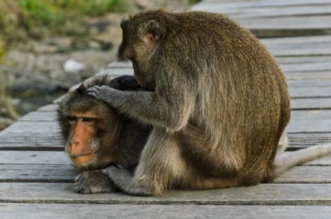 Monkey behavior Stock Photos