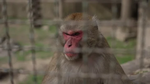 Monkey behind bars in zoo. Captive animal concept. Stock Footage 278481741