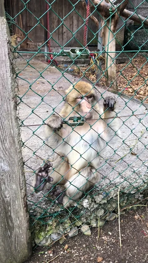 Monkey behind the fence Stock Footage 191954340