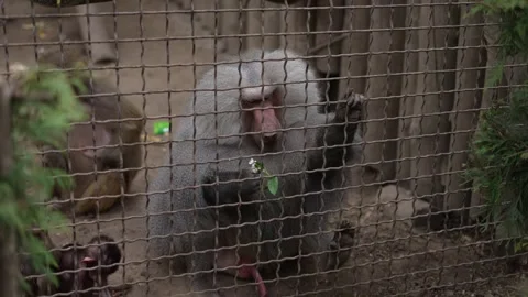 Monkey behind fence meets visitor who gives her flower. Concept of mutual Stock Footage 274454868