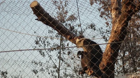 Monkey Behind Fence Zoo Tree Locked Blue Sky Stock-Footage 70754963