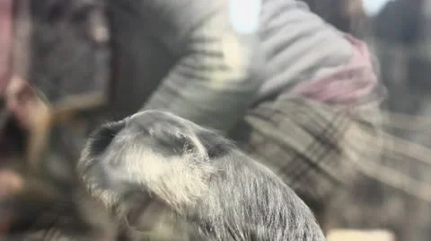 Monkey Behind Glass Stock Footage 22956851