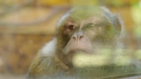 Monkey behind glass Stock Footage 137652339