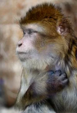 Monkey behind the glass Stock Photos