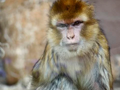 Monkey behind the glass Stock Photos