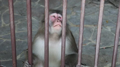 A Monkey Behind Metal Bars In A Zoo And Looking Sadly Through Them Stock Footage 185652623