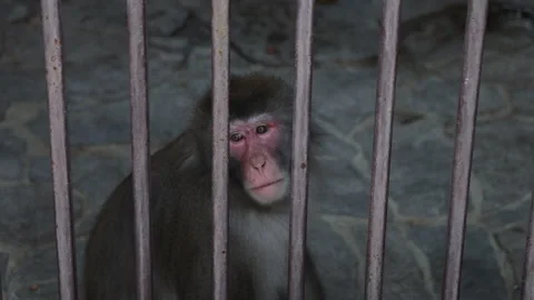 A Monkey Behind Metal Bars In A Zoo And Looking Sadly Through Them.  4k. ProRes. Stock Footage 185660928