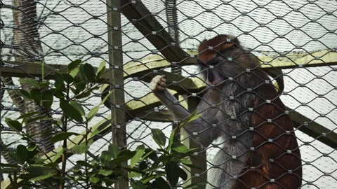 Monkey Behind Wire Cage at Zoo Stock Footage 301602825