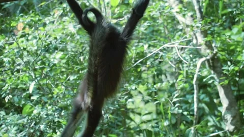 Monkey at the Belize Zoo, Central America Stock Footage 230769901