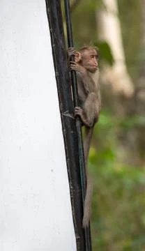 Monkey on billboards Foto stock