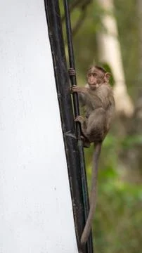 Monkey on billboards Stock Photos