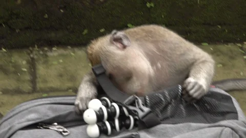 Monkey bites backpack tourist in forest of Ubud, Bali. Stock Footage 104153568