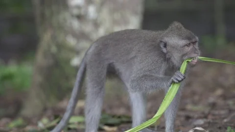 Monkey Bites Leaf in Slow Motion Stock Footage 106152544