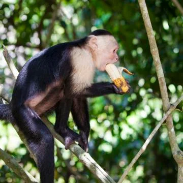 Monkey biting a banana Stock Photos