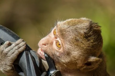 Monkey biting tripod handheld in a park Stock Photos