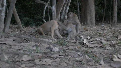 Monkey bitting dog and playing in Cambodia Stock Footage 138883137
