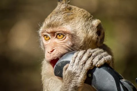 Monkey bitting tripod handheld Foto stock