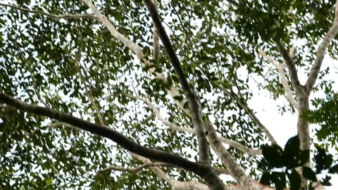 Monkey with black and white fur run and walks along tropical tree Stock Footage 91898899