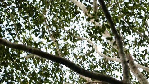Monkey with black and white fur run and walks along tropical tree Stock Footage 123620346