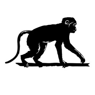 Monkey Black silhouette on white background isolated. Hand drawn silhouette   Stock-Illustration