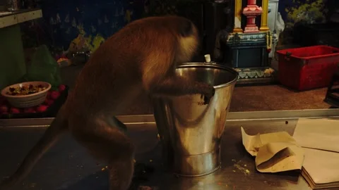 A monkey blurred in motion reaches into a shiny metal bucket on a counter Stock Footage 345333110