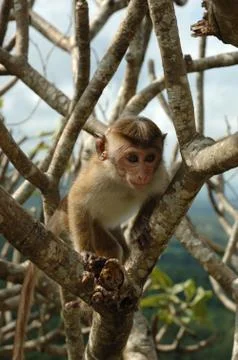 Monkey - bonnet macaque (macaca radiata),asian animal,Sri Lanca Stock Photos