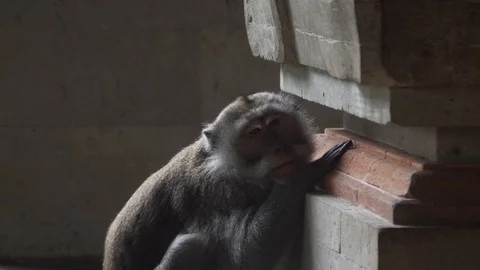 Monkey is bored and sad in Monkey Forest Ubud Bali Vídeos de archivo 83720363