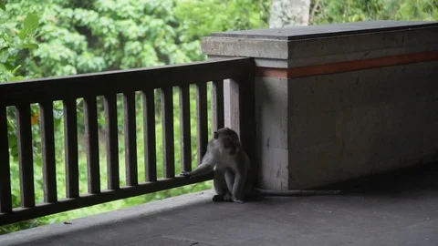 Monkey is bored and sad in Monkey Forest Ubud Bali Stock Footage 83720397