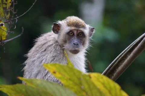 Monkey in Borneo Foto stock