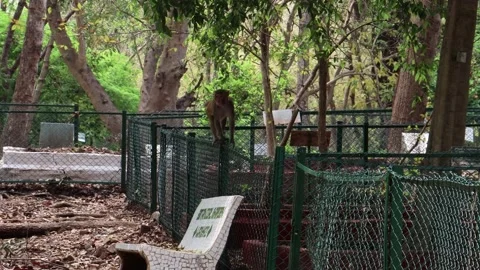 A monkey at the botanical garden walking and jumping Stock Footage 176185550