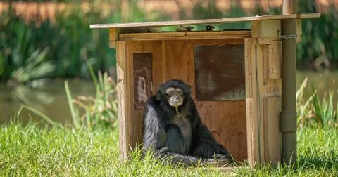 Monkey In A Box Stock Photos