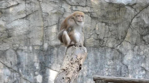Monkey on a branch. Video stock 44009455