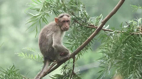 Monkey on a Branch Stock Footage 52373368