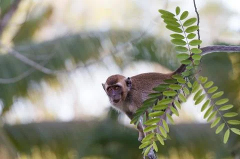 Monkey on branch Stock Photos