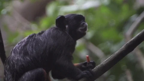 Monkey on branch in tropical jungle Stock Footage 74166282