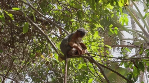 Monkey on a branch trying to catch peanuts Stock Footage 304980174