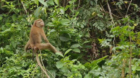 Monkey on the branch in the wild jungle Stock Footage 56740565