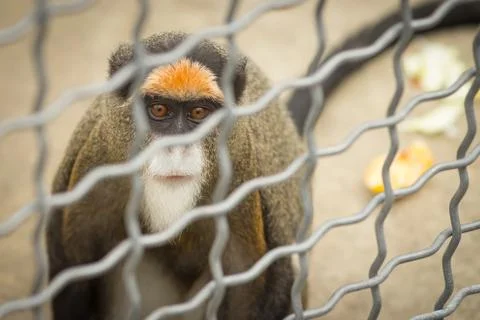 Monkey Brazza in a cage Stock Photos
