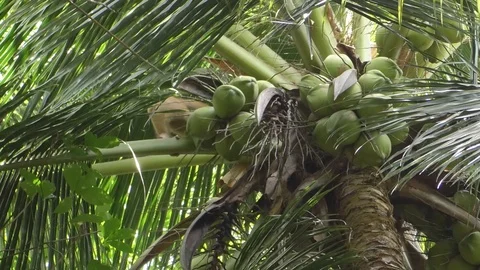 A monkey breaks coconut Stock-Footage 112331382